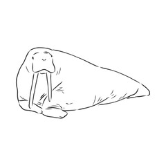 Sketch of a walrus. Hand drawn illustration converted to vector. walrus vector sketch illustration