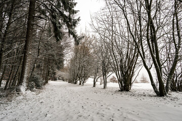 Snow-covered winter forest in northern Lake Constance near Hoechsten