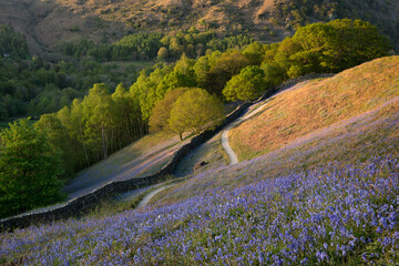 Beautiful warm light across Spring Bluebells by Grasmere in the Lake District