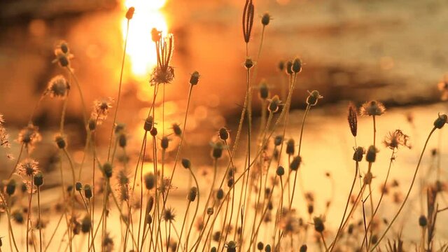 Silhouette of grass flower   in the evening , Chiangmai province Thailand