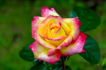 Obraz premium Close-up of garden rose Pullman Orient Express