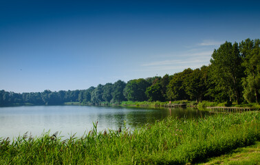 Netherlands, Goes. Dutch countryside lake landscape: reeds alternate with wooden piers. The dense forest surrounds the lake. The green color dominates the scene. Summer day, towards evening. Nobody.