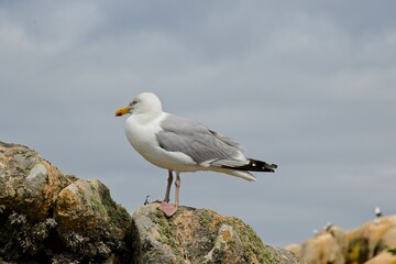 seagull on the rocks