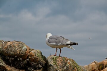 seagull on theseagull on the rocks rocks
