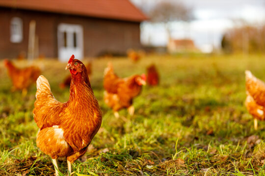 Free range organic chickens poultry in a country farm on a winter morning, germany