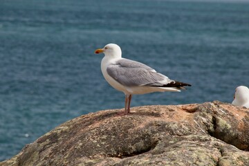 seagull on the rocks