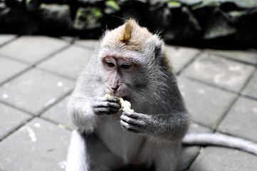 jedząca małpa 