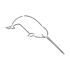 Narwhal illustration, drawing, engraving, ink, line art, vector.narwhal vector sketch illustration © Elala 9161