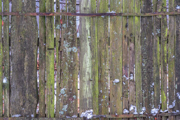 A very old snow-covered wooden fence covered with moss and lichens. An metal mount holds the ancient boards together. Natural background. Dark vintage wood texture.