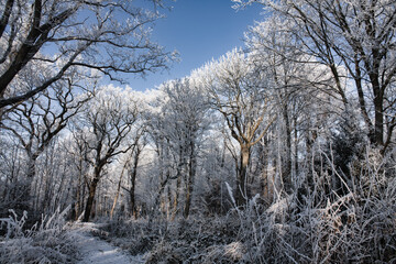 snow covered trees