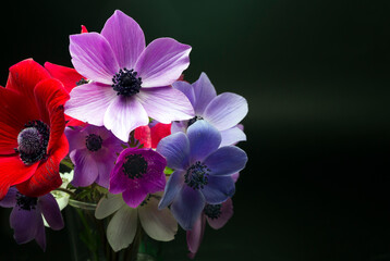 Colorful anemone flower on the black background