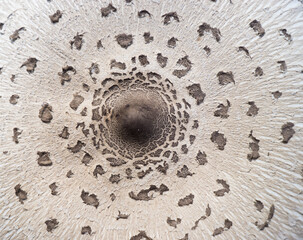 The texture of the umbrella mushroom cap. Mushroom umbrella in vivo. Forest food. Collect mushrooms. Background image.