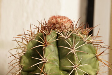 Cactus