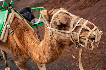 Dromedary equipped with a chair to walk tourists, next to the Timanfaya Natural Park