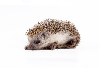 Hedgehog baby on the white background