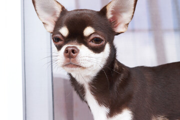 Chihuahua dog small cute suspecting brown eyes sight