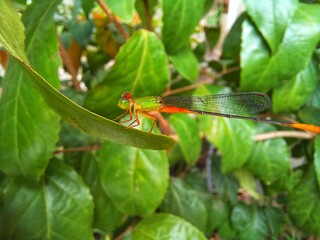 dragonfly on a leaf