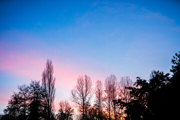 Fototapeta na wymiar Vista del cielo al tramonto con silhouette di alberi