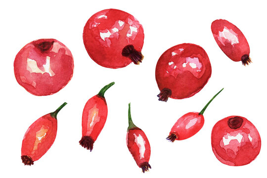 Goji berries or Lycium barbarum. Watercolor hand drawn illustration, isolated on white background