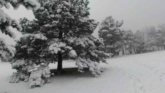 video paesaggio innevato