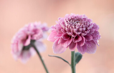 Różowe kwiaty - Dalia karłowata © mycatherina