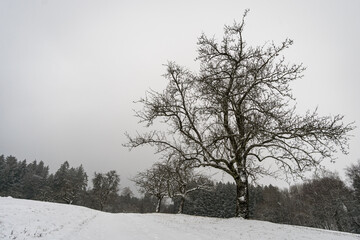 Snow-covered winter forest in northern Lake Constance near Hoechsten