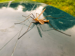 Huge mosquito on a green bin