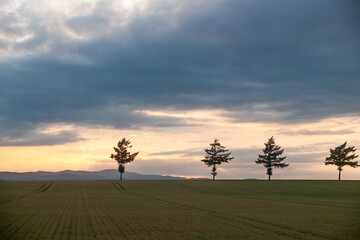 Fototapeta na wymiar 夕方の丘と木のシルエット