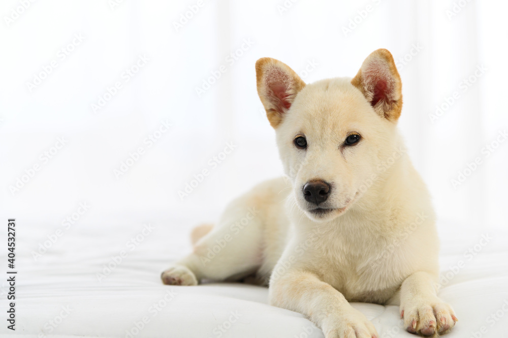 Wall mural White Shiba Inu Japanese pedigree adorable puppy staying on bed in bedroom. Pet Lover concept. animal portrait with copy space