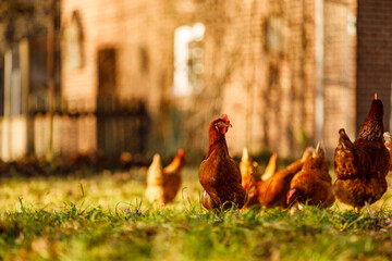 Free range organic chickens poultry in a country farm on a winter morning, germany