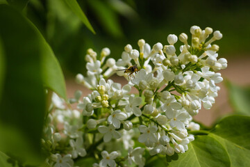 Spring blossom white flowers Lilac. Floral romantic image nature. Bee on clusters of the white lilac.