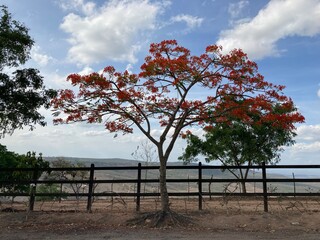 Flores vermelhas do agreste pernambucano