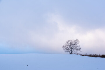 Fototapeta na wymiar 冬の美瑛の丘 北海道美瑛町の観光イメージ