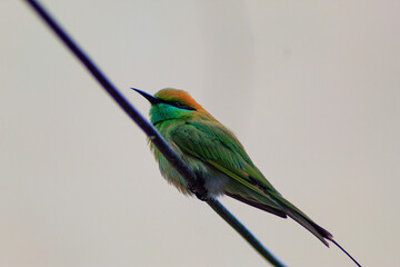 Bee eater green coloured bird sitting on an electric rubber coated wire.