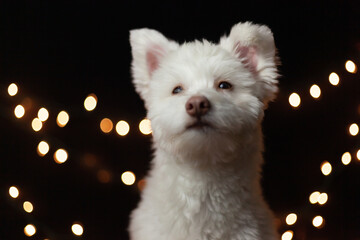 A white, fluffy mixed breed dog on a black background with lights behind him. The dog is mainly Chihuahua, Japanese Spitz, and Standard Poodle. Image has a shallow depth of field.