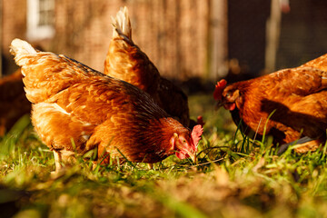 Free range organic chickens poultry in a country farm on a winter morning, germany