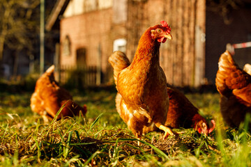Free range organic chickens poultry in a country farm on a winter morning, germany