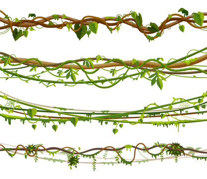 Set of isolated jungle vines, twisted liana plant