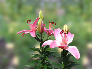 Pink Lily Flower In Garden Bokeh Blur Background