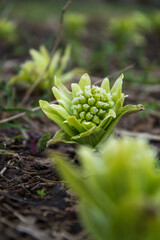 北海道のふきのとう / 春のイメージ
