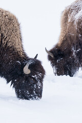 Bison (Bison bison) commonly called Buffalo surviving the brutal winter in Yellowstone National Park, WY, USA.