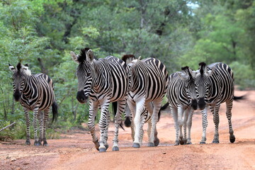 Fototapeta na wymiar Zebra On The Move