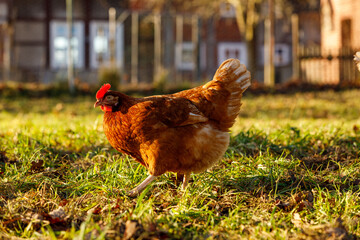 Free range organic chickens poultry in a country farm on a winter morning, germany