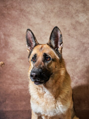 German shepherd catches food on brown studio background. Adorable pet dog eats dry food and poses. Emotional shots with close up portrait of dog.