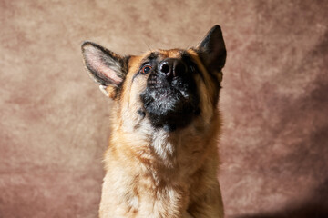 German shepherd catches food on brown studio background. Adorable pet dog eats dry food and poses. Emotional shots with close up portrait of dog.