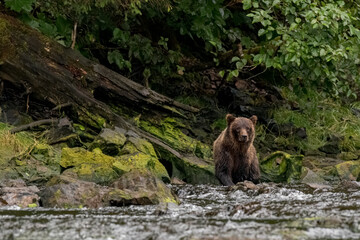 Grizzly Bear wading in an Southeastern Alaskan river