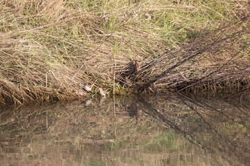 sparrows by water_001