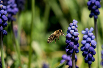 Biene im Anflug auf Blume