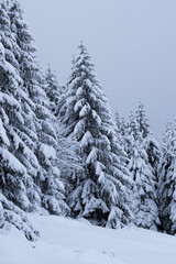 winter forest landscape with white snow. snowy secret path to the middle of the woods. view on charming winter landscape with snowy pine trees.