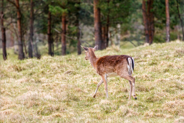 Fallow deer walking away on a meadow